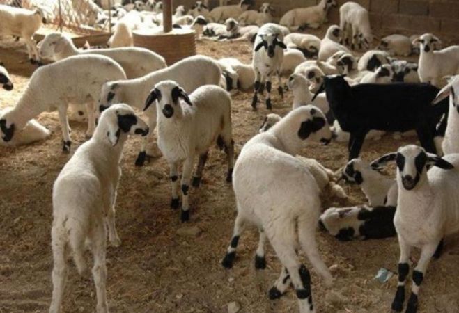 Αγανακτισμένοι οι κτηνοτρόφοι του νομού Χανίων
