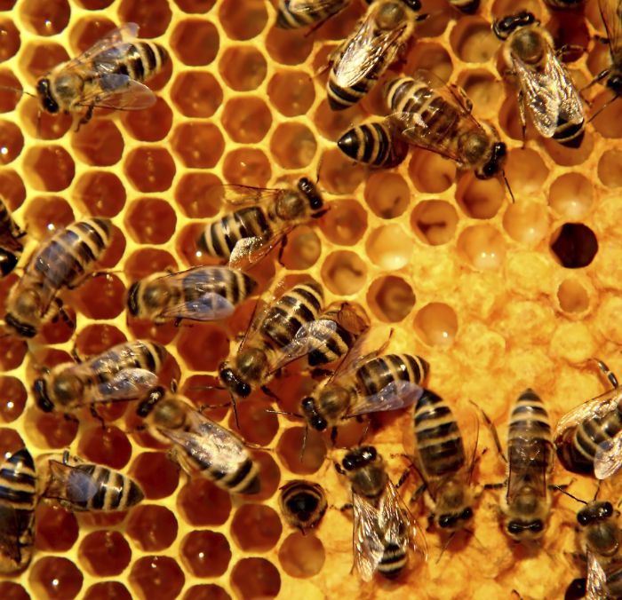 Μέχρι τέλος του χρόνου οι δηλώσεις διαχείμασης μελισσοκόμων