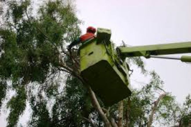 Τα δέντρα στην πλατεία Χορτατσών θα κλαδέψει ο δήμος Χανίων