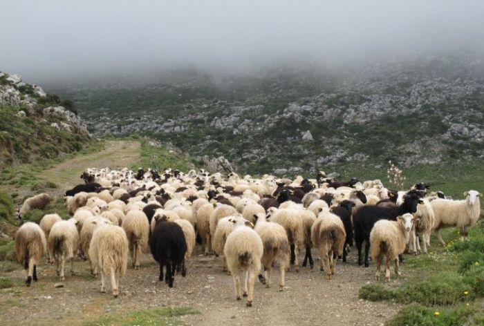 Έκτακτες κρατικές ενισχύσεις 2 εκατ. ευρώ σε κτηνοτρόφους των Χανίων