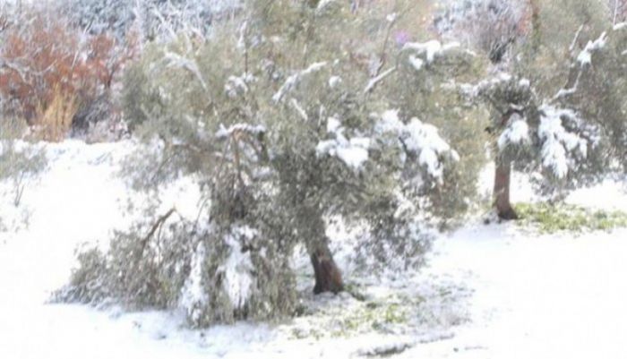 Δηλώσεις ζημιών απο αγρότες στον Δήμο Αποκορώνου