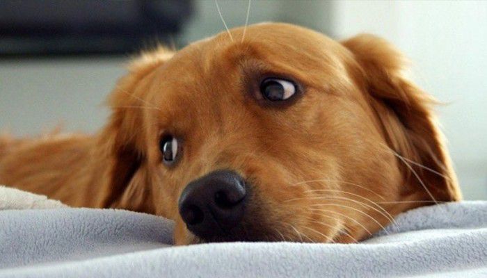 Επτά σκυλιά δηλητηριάστηκαν σε μια ημέρα από φόλες στο Κοντομαρί Χανίων