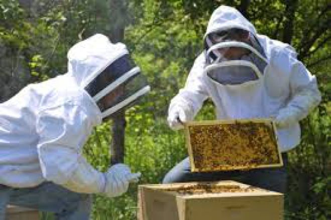 Οδηγίες στους μελισσοτρόφους για την τοποθέτηση κυψελών μελισσών