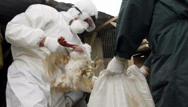 Μέτρα και στην Κρήτη μετά το κρούσμα γρίπης των πτηνών σε κύκνο στον Έβρο