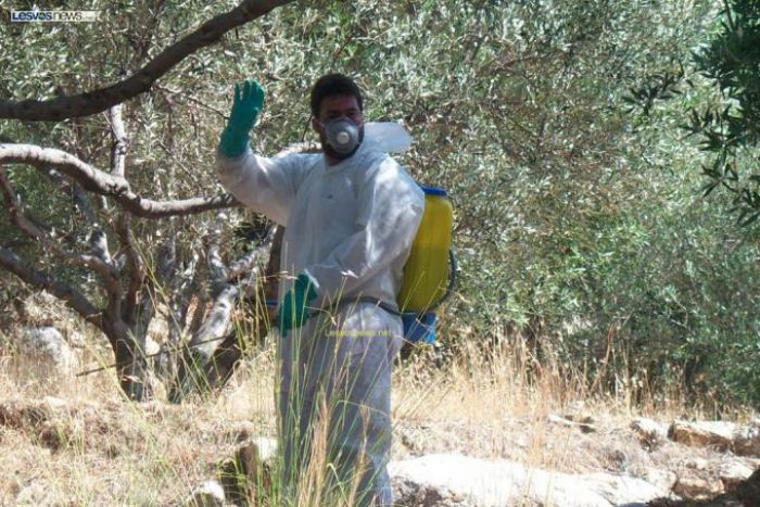 Στον &quot;αέρα&quot; η δακοκτονία. Έκτακτο περιφερειακό συμβούλιο Κρήτης.