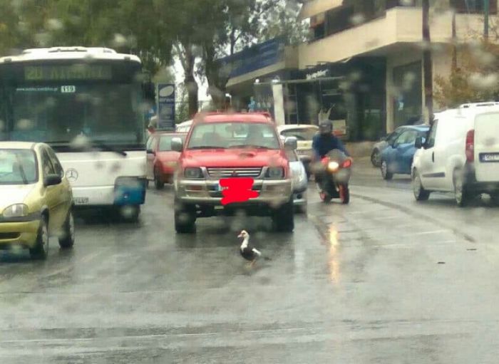 Όταν, μέσα στην κακοκαιρία, τα οχήματα σταμάτησαν στο Γιόφυρο να περάσει μια κυρία!