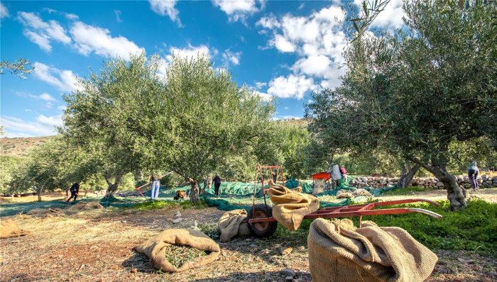 Το «αγκάθι» της δακοκτονίας - Ανάγκη για περισσότερους ψεκασμούς στην Κρήτη