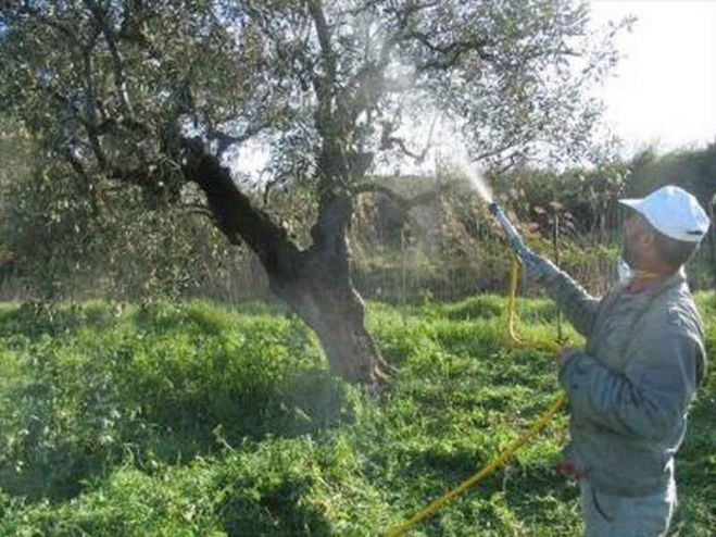 Σύσκεψη για την Δακοκτονία