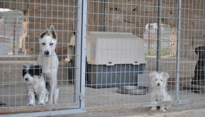Εκπαιδεύοντας τα παιδιά στο κυνοκομείο