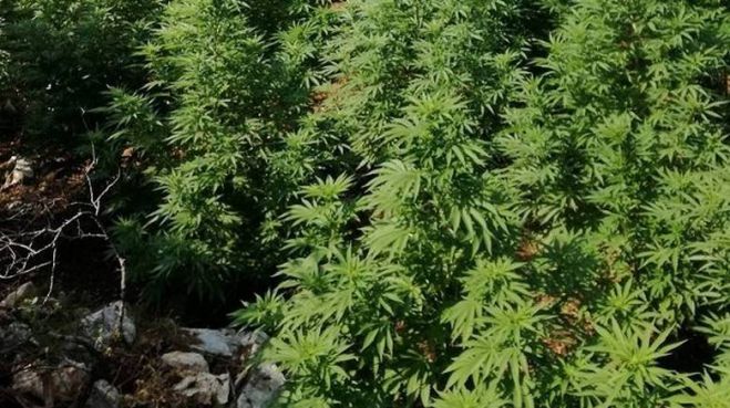 73 &delta;&epsilon;&nu;&delta;&rho;ύ&lambda;&lambda;&iota;&alpha; &kappa;ά&nu;&nu;&alpha;&beta;&eta;&sigmaf; &epsilon;ί&chi;&epsilon; &kappa;&alpha;&lambda;&lambda;&iota;&epsilon;&rho;&gamma;&eta;&tau;ή&sigmaf; &sigma;&tau;&omicron; &Mu;&upsilon;&lambda;&omicron;&pi;ό&tau;&alpha;&mu;&omicron;