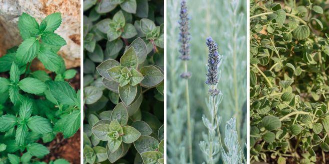 &Pi;&rho;&omega;&tau;&omicron;&pi;&omicron;&rho;&iota;&alpha;&kappa;ό &pi;&rho;ό&gamma;&rho;&alpha;&mu;&mu;&alpha; &kappa;&alpha;&tau;ά&rho;&tau;&iota;&sigma;&eta;&sigmaf; &nu;έ&omega;&nu; &gamma;&iota;&alpha; &tau;&alpha; &phi;&alpha;&rho;&mu;&alpha;&kappa;&epsilon;&upsilon;&tau;&iota;&kappa;ά &kappa;&alpha;&iota; &alpha;&rho;&omega;&mu;&alpha;&tau;&iota;&kappa;ά &phi;&upsilon;&tau;ά.