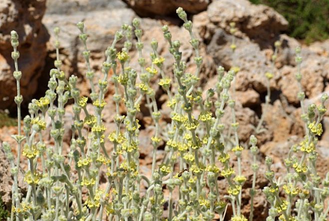 &Eta;&Mu;&Epsilon;&Rho;&Iota;&Delta;&Alpha; &Gamma;&Iota;&Alpha; &Tau;&Alpha; &Kappa;&Rho;&Eta;&Tau;&Iota;&Kappa;&Alpha; &Phi;&Upsilon;&Tau;&Alpha;