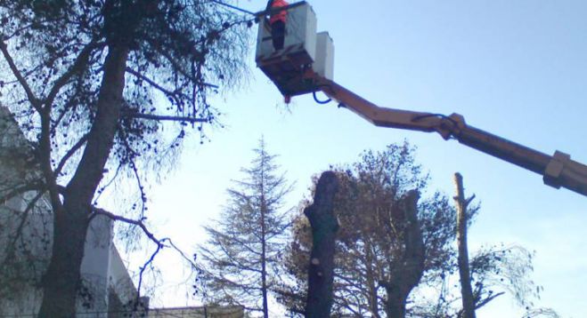 &Kappa;&lambda;ά&delta;&epsilon;&mu;&alpha; &delta;έ&nu;&tau;&rho;&omega;&nu; &sigma;&tau;&eta;&nu; &omicron;&delta;ό &Kappa;&upsilon;&delta;&omega;&nu;ί&alpha;&sigmaf;