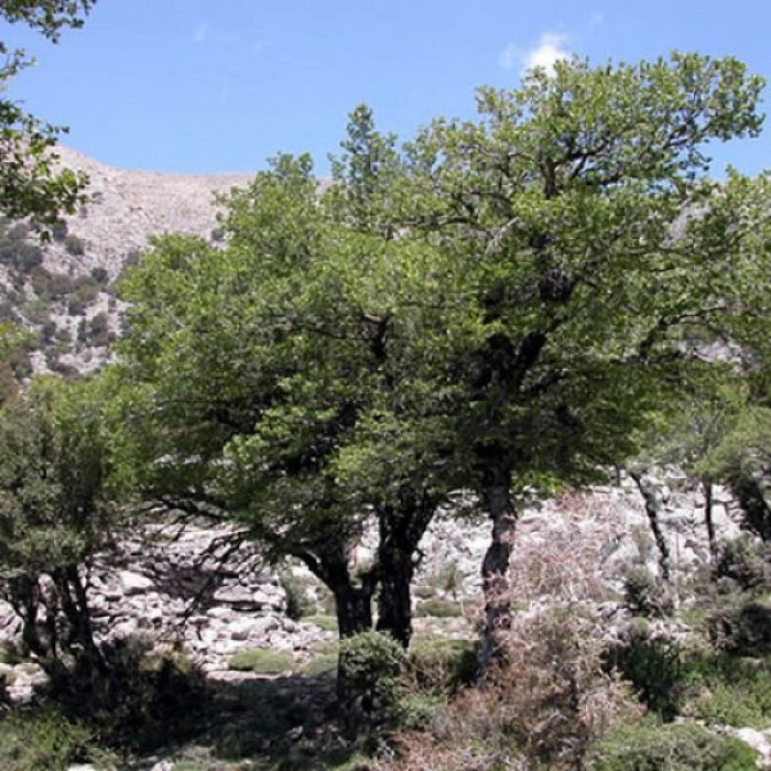 Σπάνιο δένδρο των Χανίων προστατεύον οι επιστήμονες