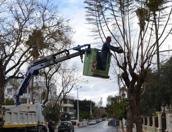 Κλαδέματα δέντρων σήμερα και αύριο στα Χανιά