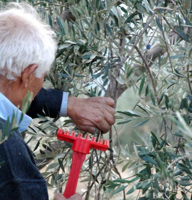 Χρονιά χωρίς βεντέμα για τους ελαιοπαραγωγούς στα Χανιά