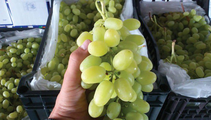 Παράταση της δήλωσης συγκομιδής οινοποιήσιμων ποικιλιών αμπέλου για το 2016