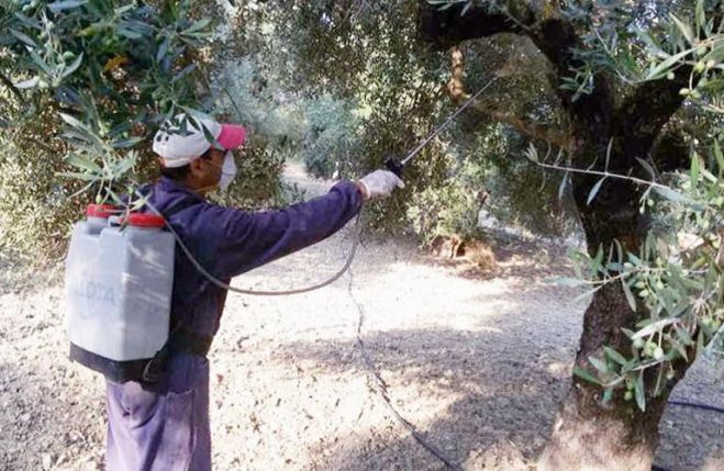 Δακοκτονία: Πρώτος δολωματικός ψεκασμός στο Δήμο Πλατανιά