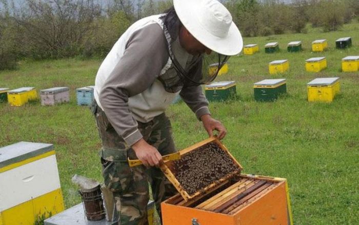 Δράσεις του μελισσοκομικού προγράμματος