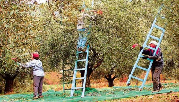 Εβδομάδα ενημέρωσης αγροτών στα Χανιά