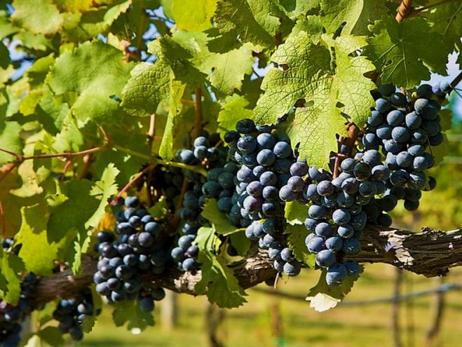 &Omicron;&delta;&eta;&gamma;ί&epsilon;&sigmaf; &tau;&omicron;&upsilon; &Upsilon;&pi;. &Alpha;&gamma;&rho;&omicron;&tau;&iota;&kappa;ή&sigmaf; &Alpha;&nu;ά&pi;&tau;&upsilon;&xi;&eta;&sigmaf; &gamma;&iota;&alpha; &delta;&eta;&lambda;ώ&sigma;&epsilon;&iota;&sigmaf; &pi;&alpha;&rho;&alpha;&gamma;&omega;&gamma;ή&sigmaf;, &epsilon;&mu;&pi;&omicron;&rho;ί&alpha;&sigmaf; &kappa;&lambda;&pi; &alpha;&mu;&pi;&epsilon;&lambda;&omicron;&omicron;ϊ&nu;&iota;&kappa;ώ&nu; &pi;&rho;&omicron;ϊό&nu;&tau;&omega;&nu;