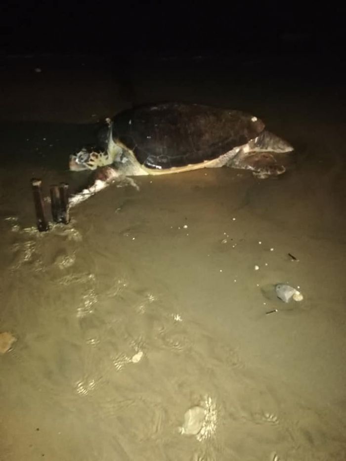 Νεκρή χελώνα ξεβράστηκε στην παραλία της Αγίας Μαρίνας
