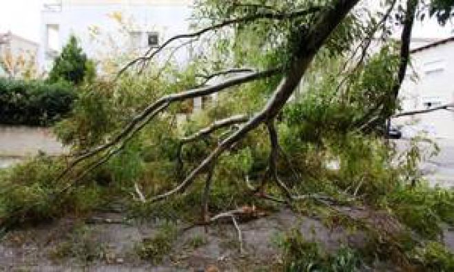 Δέντρο έπεσε σε αυτοκίνητο στην εθνική οδό στα Χανιά