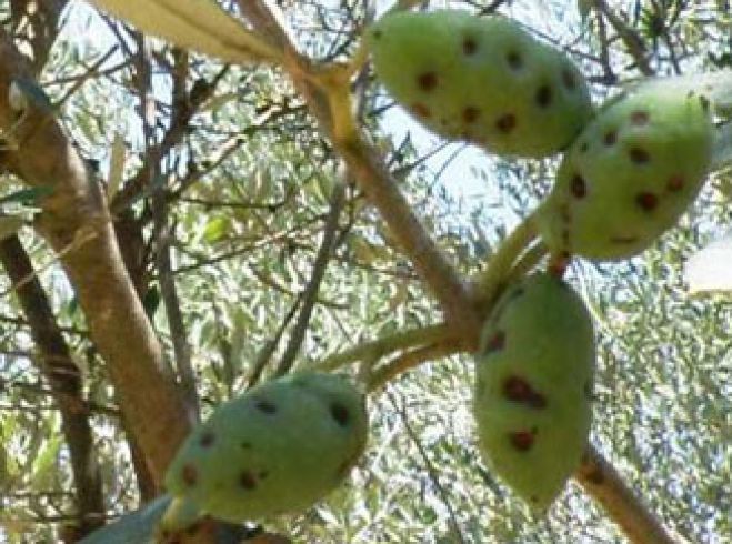 &Epsilon;&nu;&eta;&mu;έ&rho;&omega;&sigma;&eta; &alpha;&gamma;&rho;&omicron;&tau;ώ&nu; &gamma;&iota;&alpha; &tau;&iota;&sigmaf; &alpha;&sigma;&theta;έ&nu;&epsilon;&iota;&epsilon;&sigmaf; &kappa;&alpha;&iota; &tau;&omicron;&upsilon;&sigmaf; &epsilon;&chi;&theta;&rho;&omicron;ύ&sigmaf; &tau;&eta;&sigmaf; &epsilon;&lambda;&iota;ά&sigmaf;