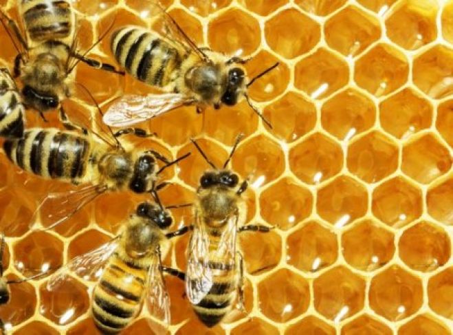 &Eta;&mu;&epsilon;&rho;ί&delta;&alpha; &tau;&omicron;&upsilon; &Mu;&epsilon;&lambda;&iota;&sigma;&sigma;&omicron;&kappa;&omicron;&mu;&iota;&kappa;&omicron;ύ &Sigma;&upsilon;&lambda;&lambda;ό&gamma;&omicron;&upsilon; &Chi;&alpha;&nu;ί&omega;&nu;