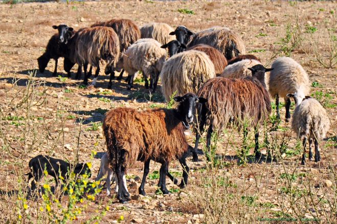 Θολό τοπίο για τους κτηνοτρόφους