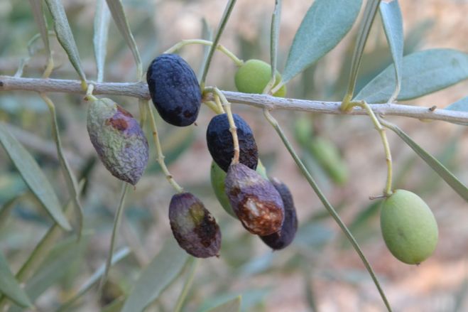 &Epsilon;&pi;&iota;&sigma;&tau;&omicron;&lambda;ή &tau;&omicron;&upsilon; &Delta;&eta;&mu;ά&rho;&chi;&omicron;&upsilon; &kappa;. &Pi;. &Sigma;&eta;&mu;&alpha;&nu;&delta;&eta;&rho;ά&kappa;&eta; &gamma;&iota;&alpha; &tau;&omicron;&upsilon;&sigmaf; &pi;&lambda;&eta;&gamma;έ&nu;&tau;&epsilon;&sigmaf; &epsilon;&lambda;&alpha;&iota;&omicron;&pi;&alpha;&rho;&alpha;&gamma;&omega;&gamma;&omicron;ύ&sigmaf;