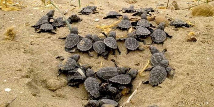 LIFE-IP 4 NATURA:Στην Κρήτη οι διαβουλεύσεις για τα πρώτα Εθνικά Σχέδια Δράσης