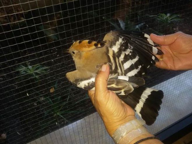 Σπάνιο πτηνό σε SPA γνωστού ξενοδοχείου στο Ρέθυμνο - photos