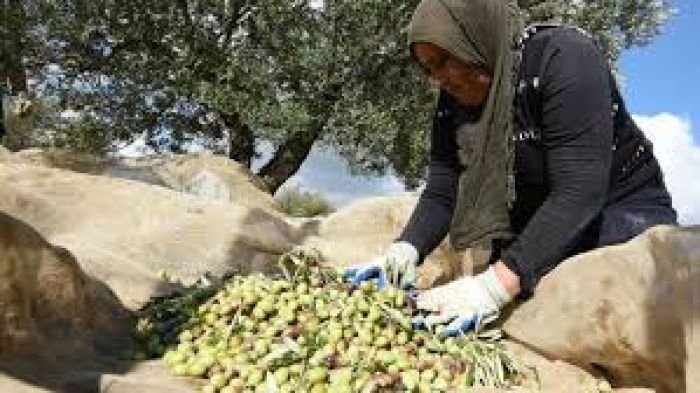 Έλεγχοι στην Κρήτη από το Υπουργείο για την ελαιοπαραγωγή