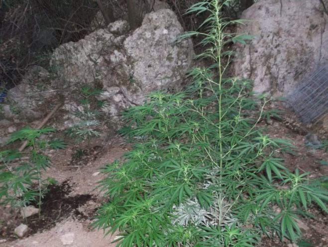 Βρέθηκε η φυτεία, ψάχνουν τους χασισοκαλλιεργητές