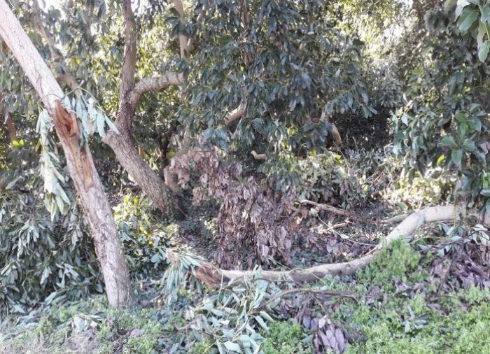 Αναγγελία ζημιάς από την ανεμοθύελλα στη Δ.Ε. Θερίσου