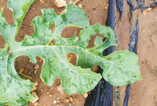 &Alpha;&nu;&alpha;&gamma;&gamma;&epsilon;&lambda;ί&alpha; &zeta;&eta;&mu;&iota;ά&sigmaf; &alpha;&pi;ό &alpha;&nu;&epsilon;&mu;&omicron;&theta;ύ&epsilon;&lambda;&lambda;&alpha; &sigma;&tau;&iota;&sigmaf; 6 &Phi;&epsilon;&beta;&rho;&omicron;&upsilon;&alpha;&rho;ί&omicron;&upsilon; 2020