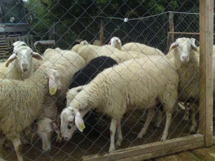 Πιάστηκε με κλεμμένα πρόβατα στην καρότσα του