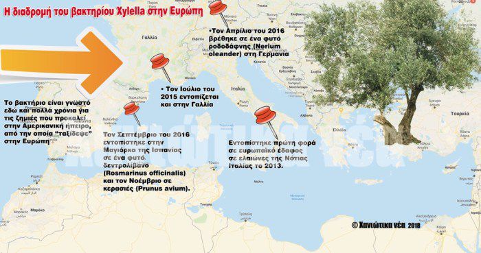 Απειλή για τις καλλιέργειες της Κρήτης από το βακτήριο “Xylella”