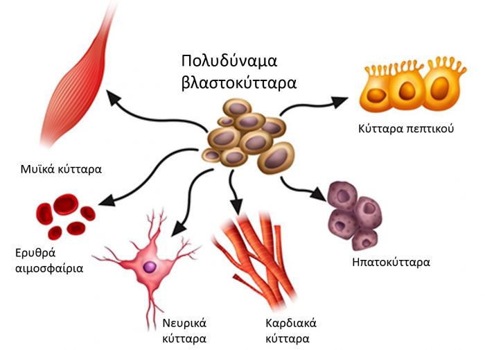 Ενημερωτική εκδήλωση για τα βλαστοκύτταρα από τον Σύλλογο Εθελοντών Αιμοδοτών Νομού Χανίων “Αγ.Ιωάννης”