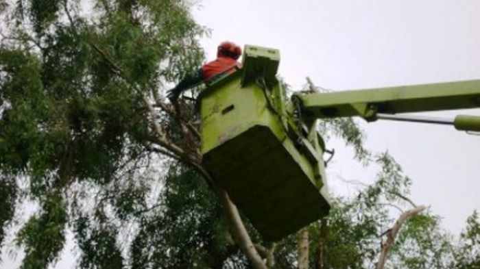 Κλάδεμα δέντρων στην Πλατεία Δημοτικής Αγοράς