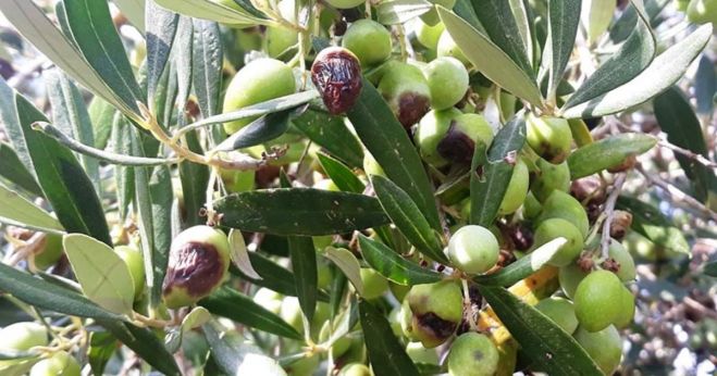 &Epsilon;&nu;&eta;&mu;έ&rho;&omega;&sigma;&eta; &epsilon;&lambda;&alpha;&iota;&omicron;&pi;&alpha;&rho;&alpha;&gamma;&omega;&gamma;ώ&nu; &Pi;. &Epsilon;. &gamma;&iota;&alpha; &delta;&alpha;&kappa;&omicron;&pi;&lambda;&eta;&theta;&upsilon;&sigma;&mu;&omicron;ύ&sigmaf; &kappa;&alpha;&iota; &mu;έ&tau;&rho;&alpha;