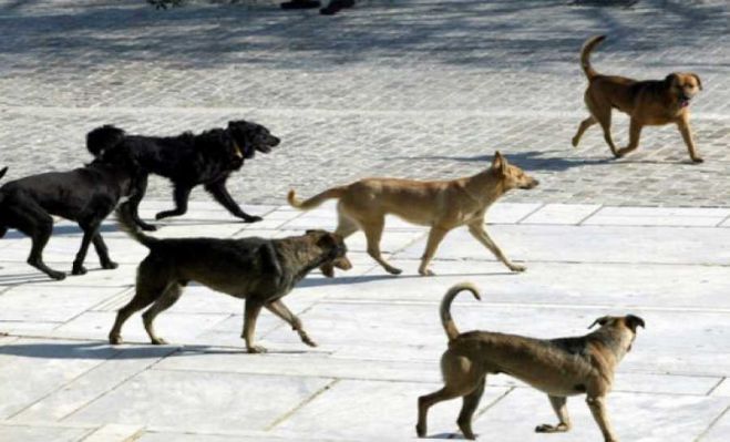 Πρόγραμμα στειρώσεων αδέσποτων ζώων συντροφιάς