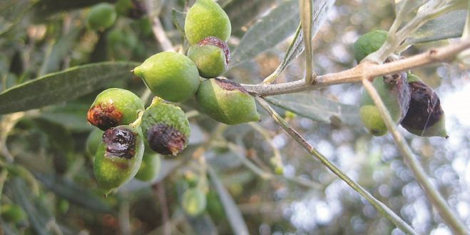 &Tau;&alpha; &alpha;ί&tau;&iota;&alpha; &upsilon;&pi;&omicron;&beta;ά&theta;&mu;&iota;&sigma;&eta;&sigmaf; &tau;&omicron;&upsilon; &epsilon;&lambda;&alpha;&iota;&omicron;&kappa;ά&rho;&pi;&omicron;&upsilon; &gamma;&iota;&alpha; &tau;&eta; &sigma;&omicron;&delta;&epsilon;&iota;ά 2019-2020