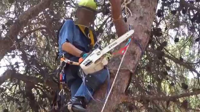 Ποιοι δρόμοι θα είναι κλειστοί λόγω κλαδεμάτων