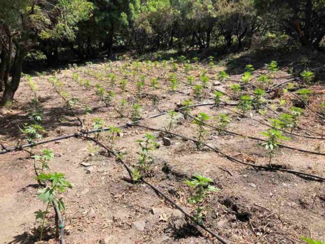 &Chi;&iota;&lambda;&iota;ά&delta;&epsilon;&sigmaf; &tau;&alpha; &delta;&epsilon;&nu;&delta;&rho;ύ&lambda;&lambda;&iota;&alpha; &sigma;&tau;&omicron; &nu;&eta;&sigma;ί