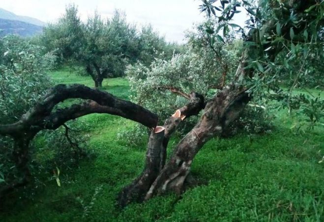 &Tau;&omicron;&upsilon; έ&kappa;&omicron;&psi;&alpha;&nu; &pi;ά&nu;&omega; &alpha;&pi;ό 100 &rho;ί&zeta;&epsilon;&sigmaf; &epsilon;&lambda;&iota;έ&sigmaf;