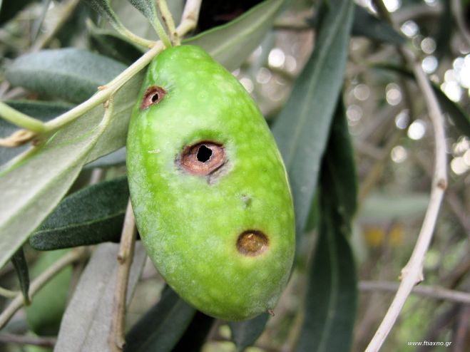 &Delta;ά&kappa;&omicron;&hellip; &pi;&rho;&omicron;&sigma;&beta;&omicron;&lambda;ή &alpha;&rho;&mu;&omicron;&delta;&iota;&omicron;&tau;ή&tau;&omega;&nu;