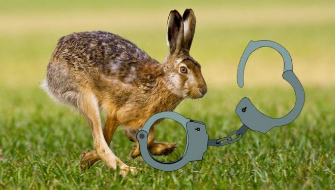 &Delta;ύ&omicron; &sigma;&upsilon;&lambda;&lambda;ή&psi;&epsilon;&iota;&sigmaf; &gamma;&iota;&alpha; &pi;&alpha;&rho;ά&nu;&omicron;&mu;&omicron; &kappa;&upsilon;&nu;ή&gamma;&iota; &lambda;&alpha;&gamma;&omicron;ύ &sigma;&tau;&omicron; &Delta;ή&mu;&omicron; &Kappa;&alpha;&nu;&delta;ά&nu;&omicron;&upsilon;- &Sigma;&epsilon;&lambda;ί&nu;&omicron;&upsilon;