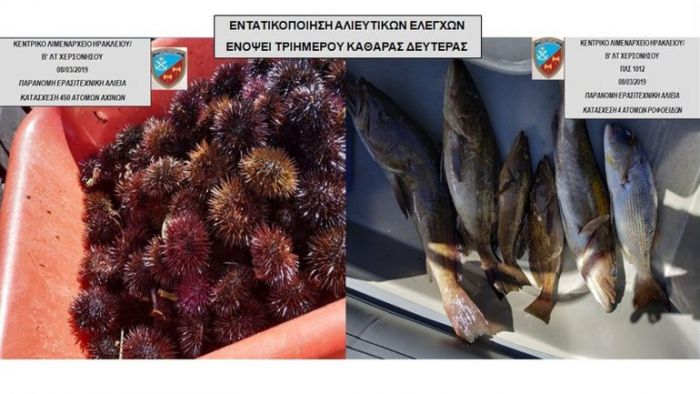 Κατασχέθηκαν αχινοί και επιστράφηκαν στη θάλασσα